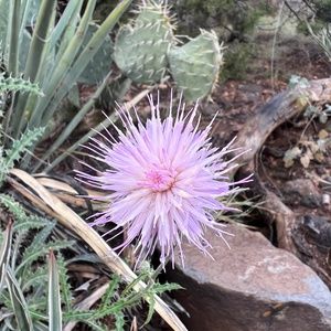 Meet your Posher, Carmel